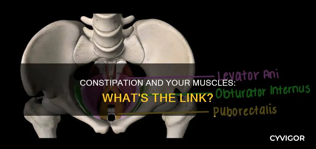 what muscles is related constipation