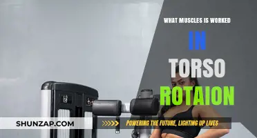 Torso Rotation Muscles: Core, Obliques, and Back Engagement Explained