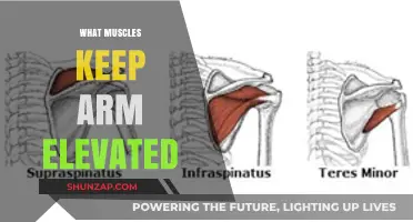 Muscles That Keep Your Arm Elevated: Anatomy and Function Explained