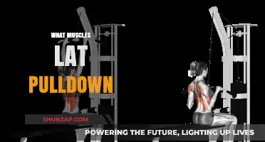 Lat Pulldown: Targeting Back and Shoulder Muscles