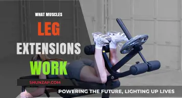 Leg Extensions: Target Muscles and Benefits for Stronger Lower Body