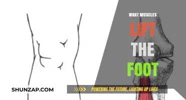 Foot Muscles: Understanding the Mechanics of Lifting Your Feet