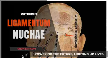 Ligamentum Nuchae: Muscles, Functions and Benefits