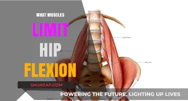 Hip Flexion: Understanding the Muscles That Limit Your Range