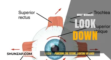 How to Look Down: Muscles Involved and Their Functions