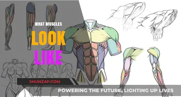 The Intriguing World of Muscles Unveiled
