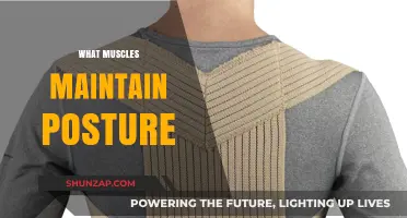 Posture Maintenance: Muscles That Keep Us Upright