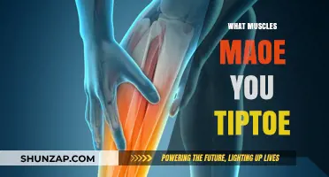 Toe-Tipping Muscles: What's Their Function?