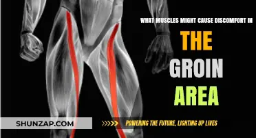 Groin Pain Causes: Muscles That Could Be the Culprit