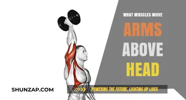 Muscles That Lift Arms Overhead: Anatomy and Function Explained