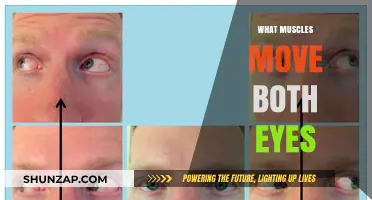 Eye Muscles: How They Work Together