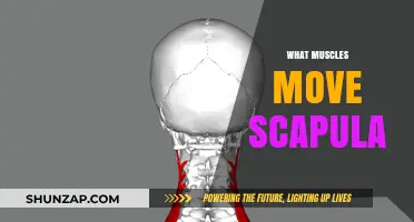 Understanding the Muscles Moving Your Scapula