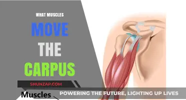 Carpal Motion: Muscles that Control Wrist Movement