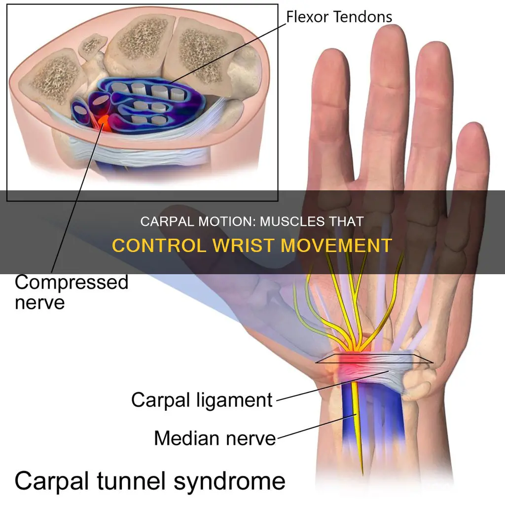 what muscles move the carpus