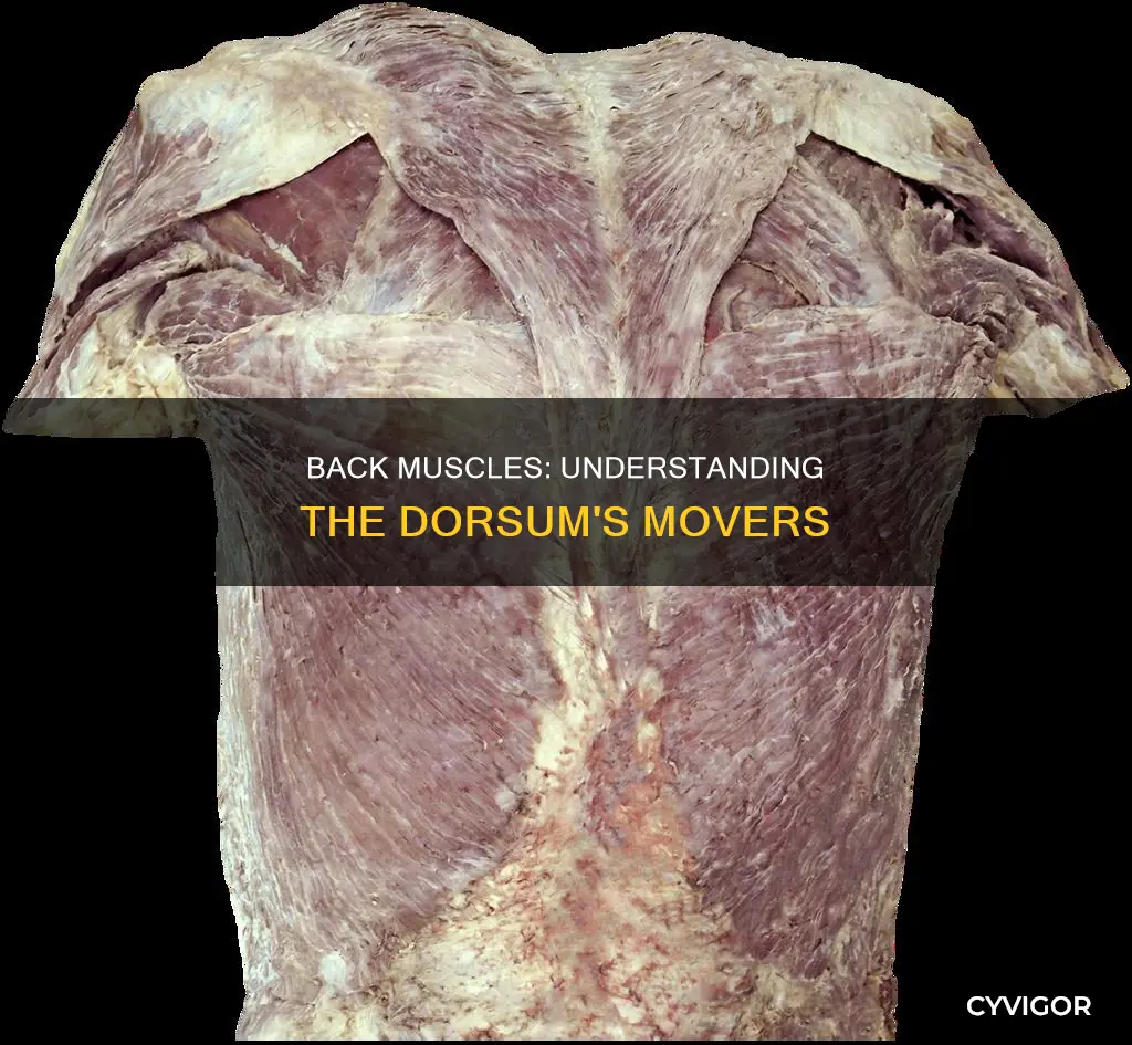 what muscles move the dorsum