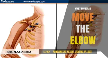 Elbow Mechanics: Muscles That Move Your Elbow