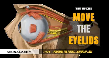 Eyelid Muscles: The Unsung Heroes of Vision