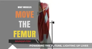 How Muscles Move the Femur Bone