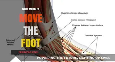 Foot Muscles: The Power Behind Your Steps