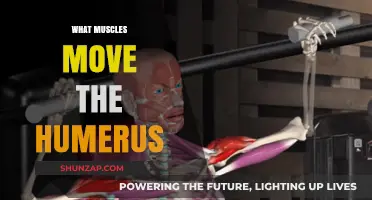 Understanding the Muscles Moving the Humerus