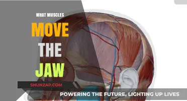 Jaw Muscles: Powerful Movers of Mastication