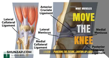 Understanding Knee Movement: Which Muscles Are Involved?