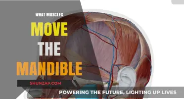 Mandible Muscles: Powering Jaw Movement