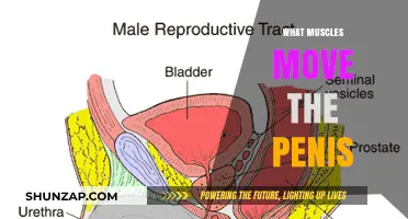 Penis Movement: Muscles That Make It Happen