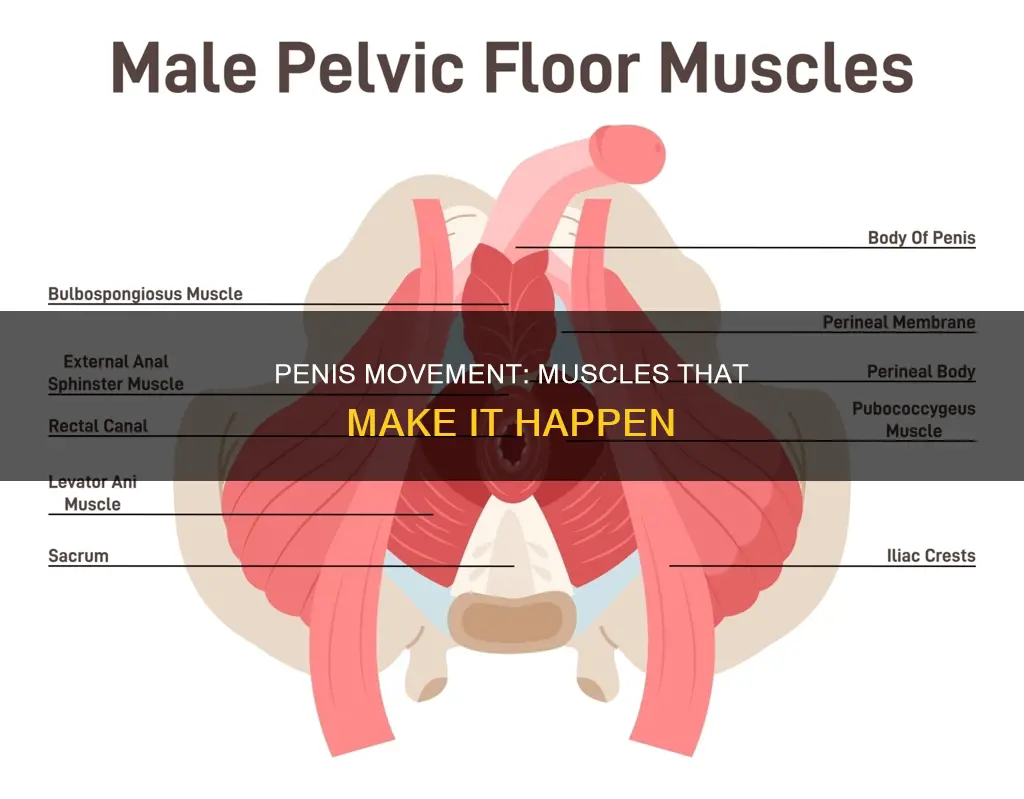 what muscles move the penis