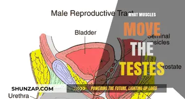 How Testes Move: Muscles and More