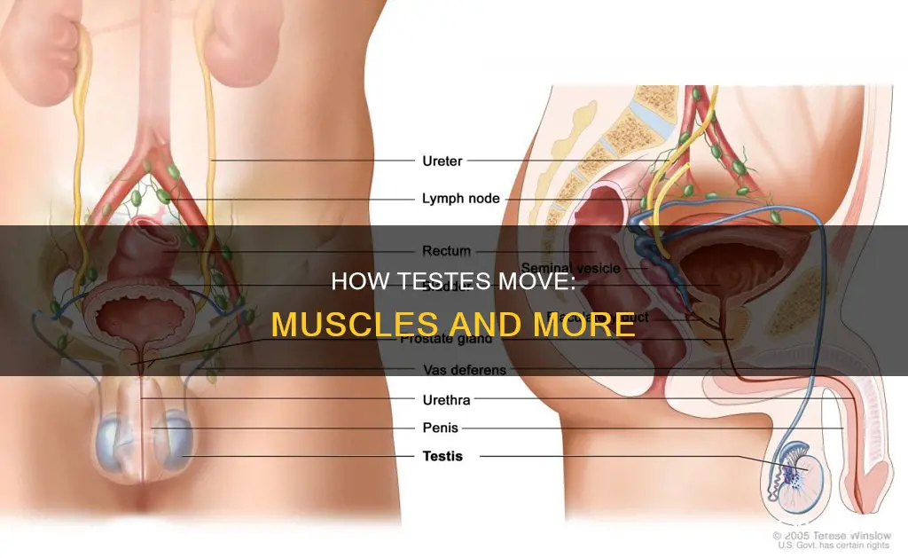what muscles move the testes