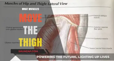 Thigh Muscles: Understanding the Movers and Shakers