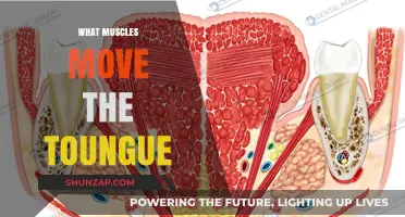 Tongue Muscles: The Power of Speech and Taste