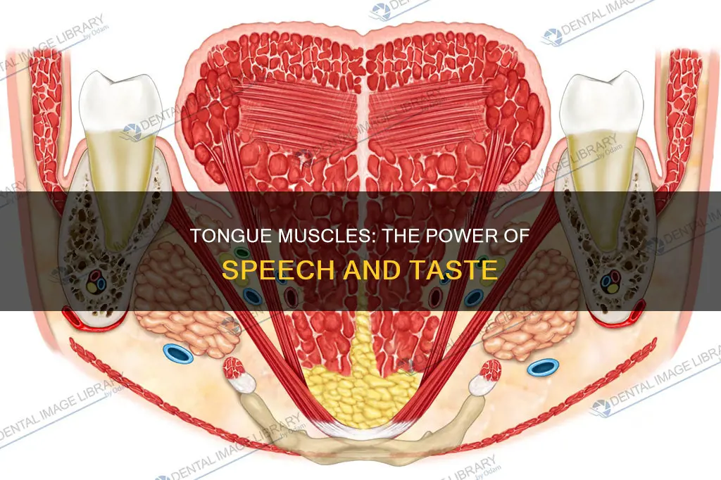 what muscles move the toungue