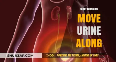 How Muscles Move Urine: Bladder to Urethra
