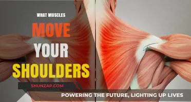 Shoulder Muscles: Understanding the Prime Movers