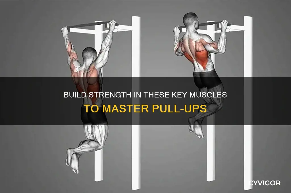 what muscles need to be strong for pull ups