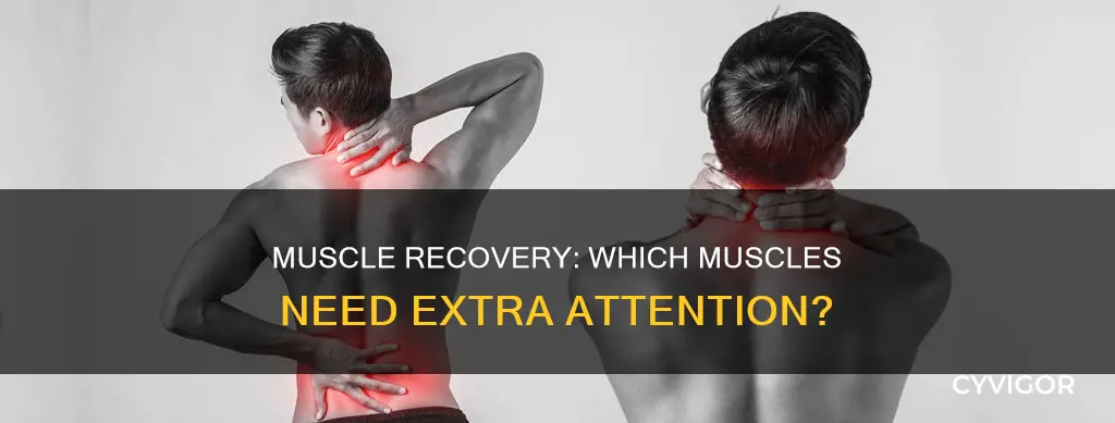 what muscles need to recover