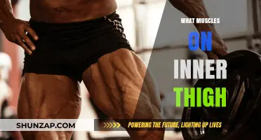 Thigh Muscle Anatomy: Inner Thigh Muscles Explored
