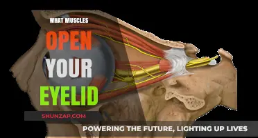 Eyelid Muscles: What's Behind the Blinking?