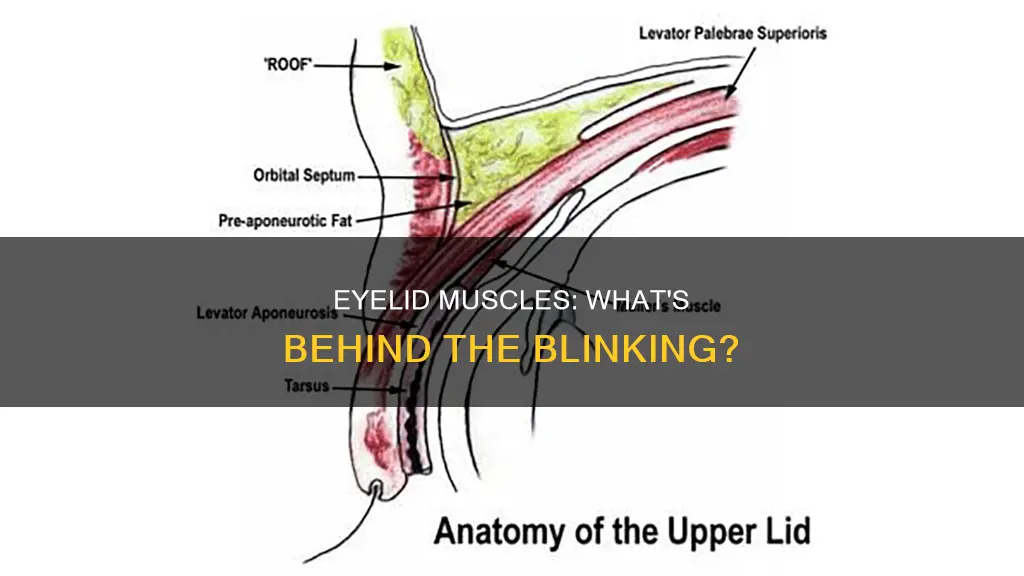 what muscles open your eyelid