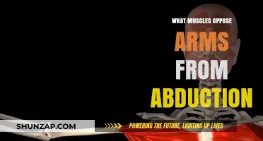 Muscles Countering Arm Abduction: Understanding Their Role and Function