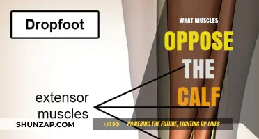 Unveiling the Antagonist Muscles of the Calf: A Comprehensive Guide