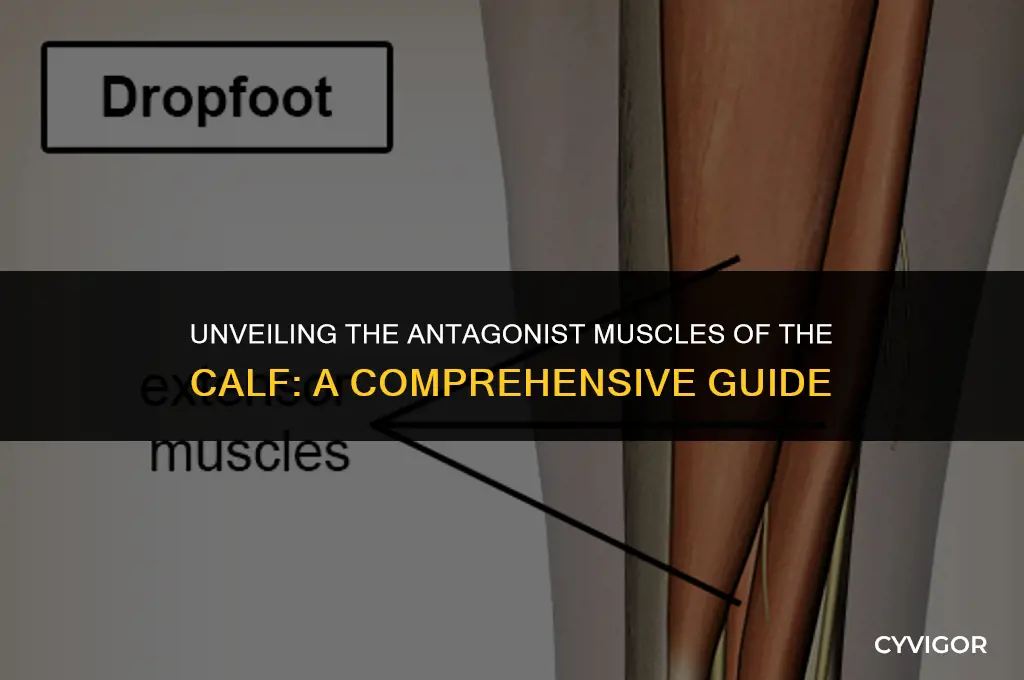 what muscles oppose the calf