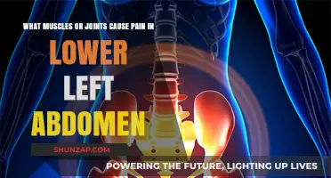 Lower Left Abdomen Pain: Muscles and Joints That Could Be the Culprit