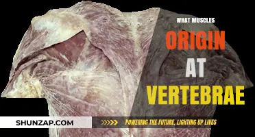 Origin of Muscles: Vertebral Roots