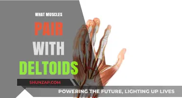 Deltoids and their Muscular Partners: Synergistic Strength