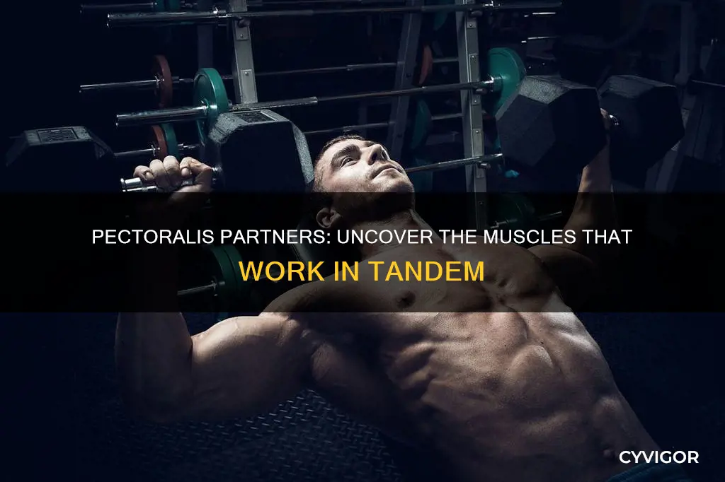 what muscles pair with pectoralis