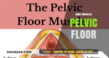 Pelvic Floor Muscles: What Are They?
