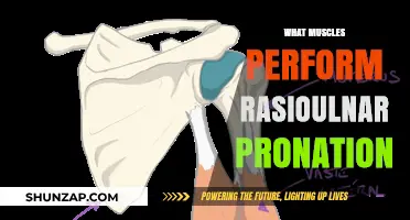 Pronation Muscles: Radial and Ulnar Actions